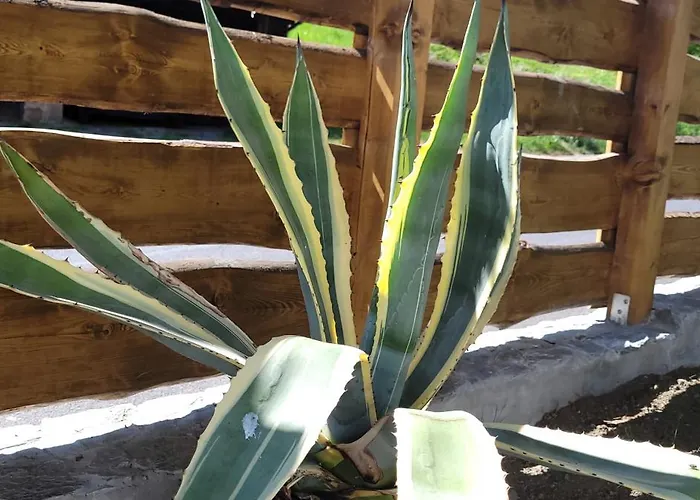 Pod Uwalonym Debem Jezow Sudecki